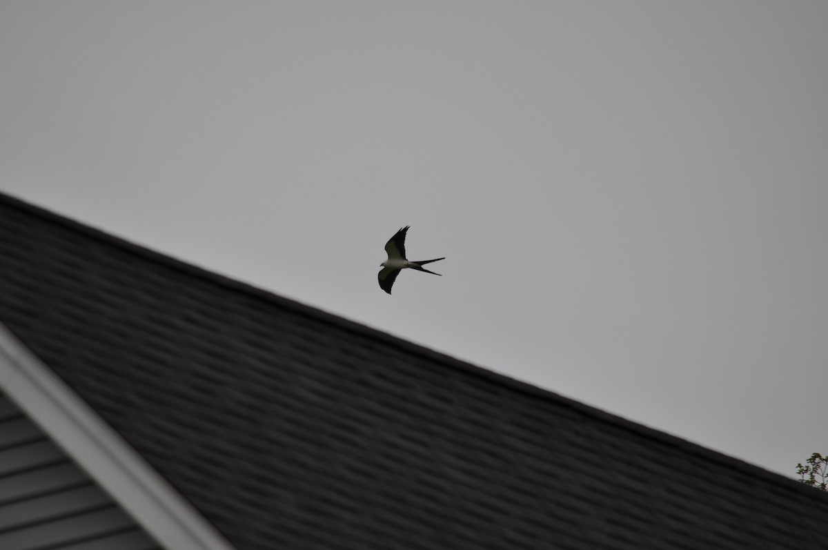 Swallow-tailed Kite - ML619285638