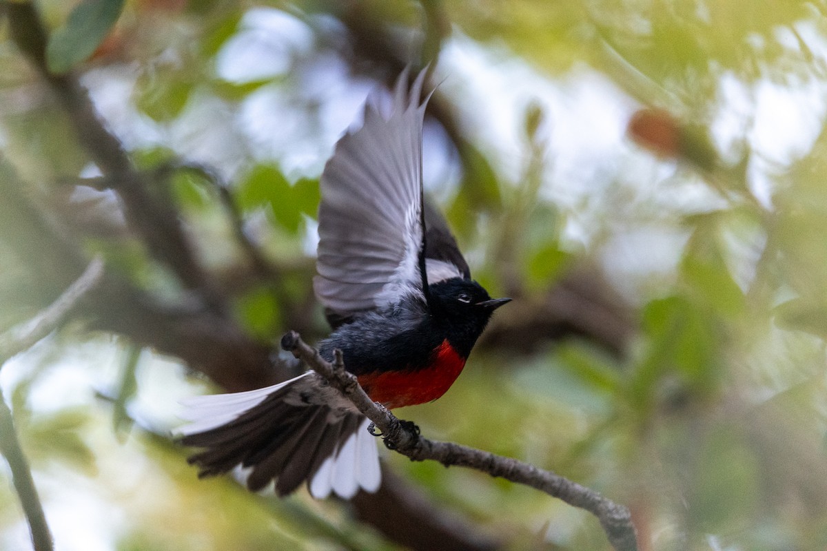 Painted Redstart - Teresa Kopec