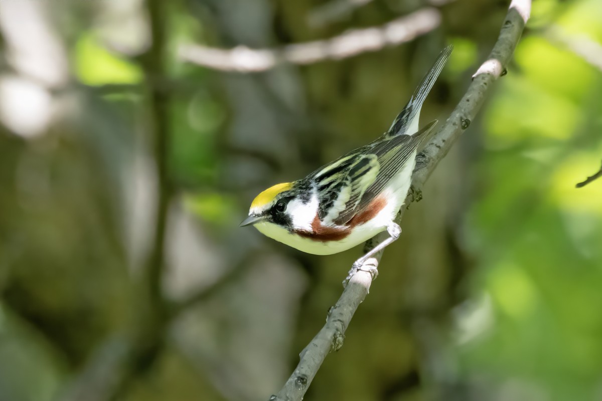 Chestnut-sided Warbler - Tommy Childers