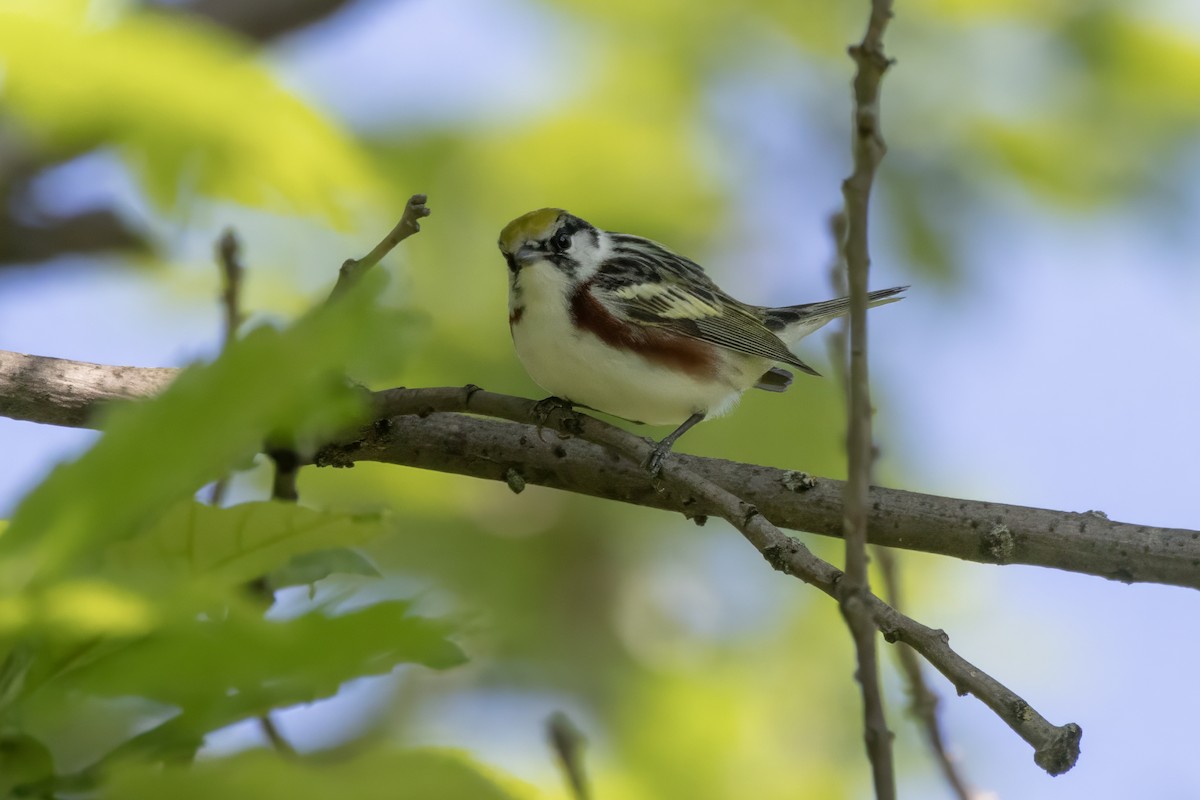 Chestnut-sided Warbler - Tommy Childers