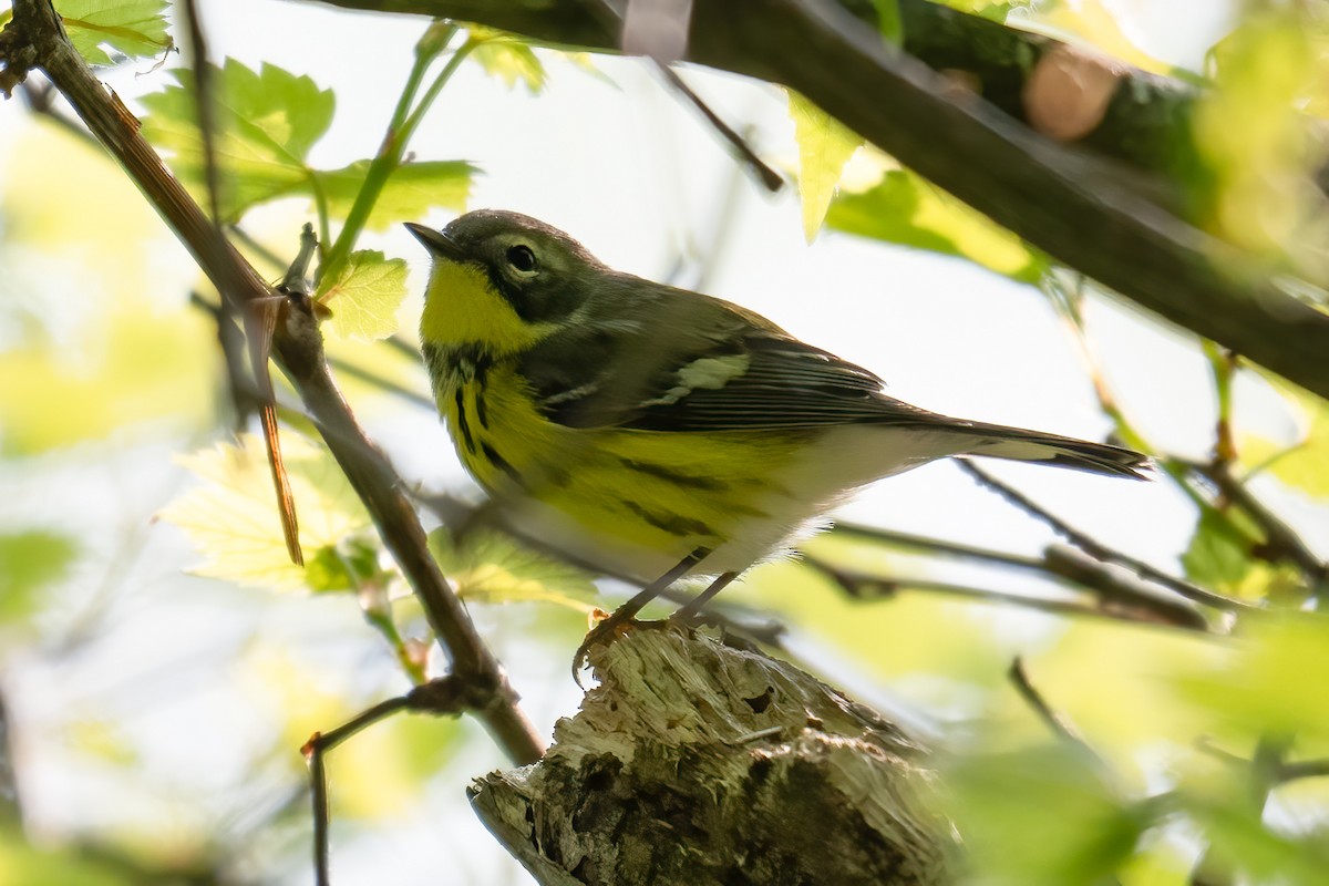 Magnolia Warbler - ML619285646