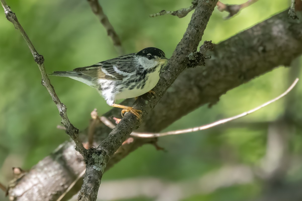 Blackpoll Warbler - Tommy Childers