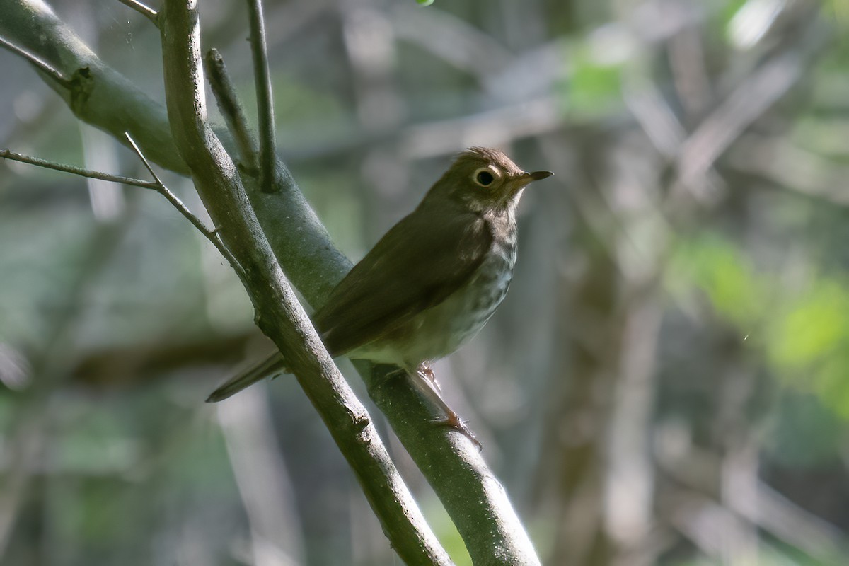 Swainson's Thrush - ML619285649