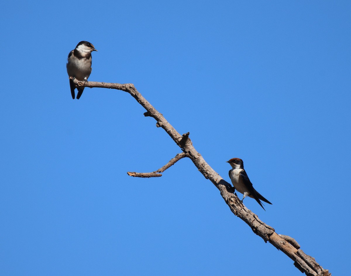 White-throated Swallow - ML619285650