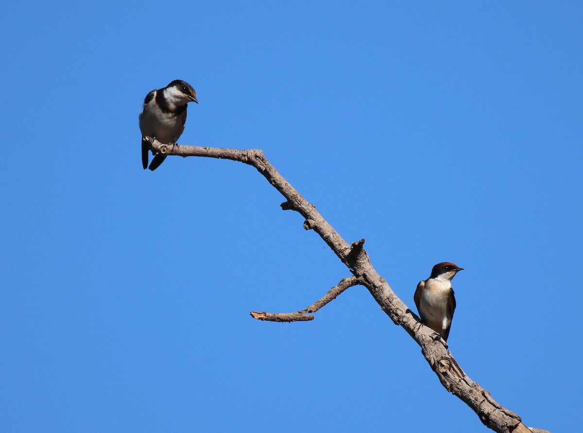 White-throated Swallow - ML619285651