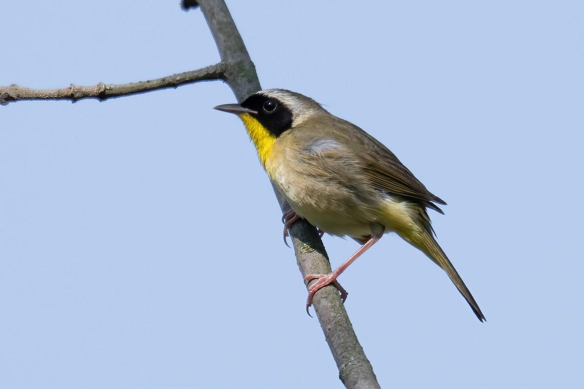 Paruline masquée - ML619285669