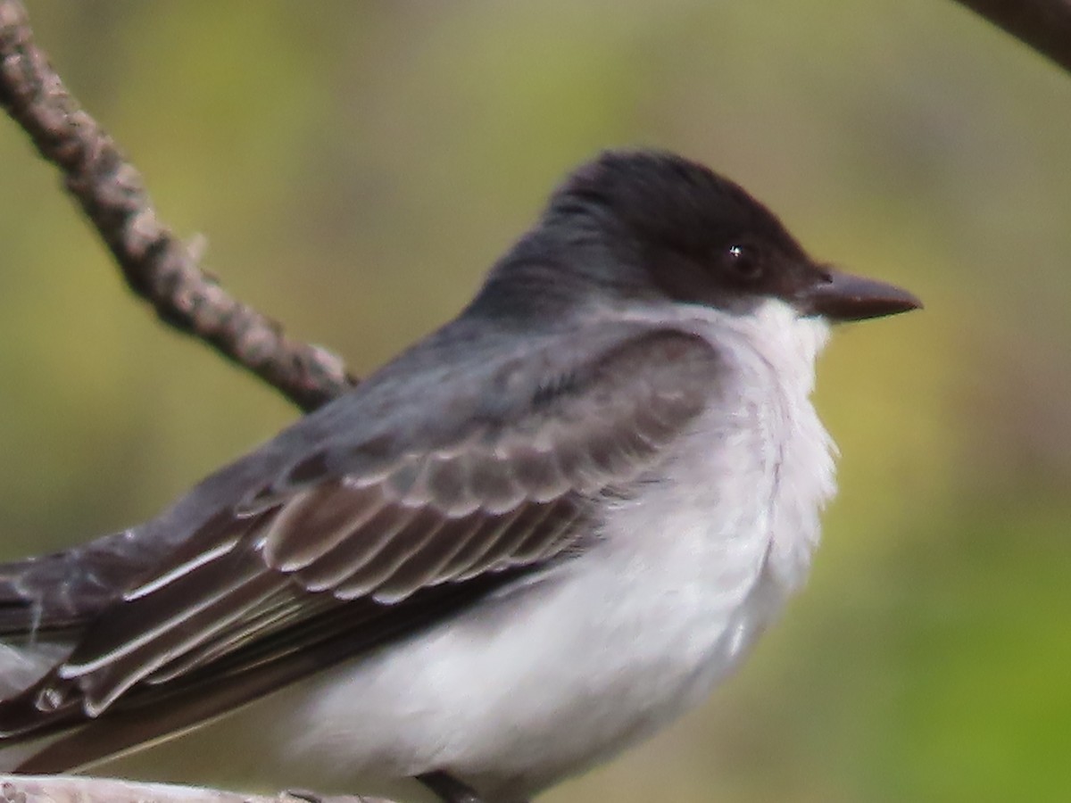 Eastern Kingbird - claude charest