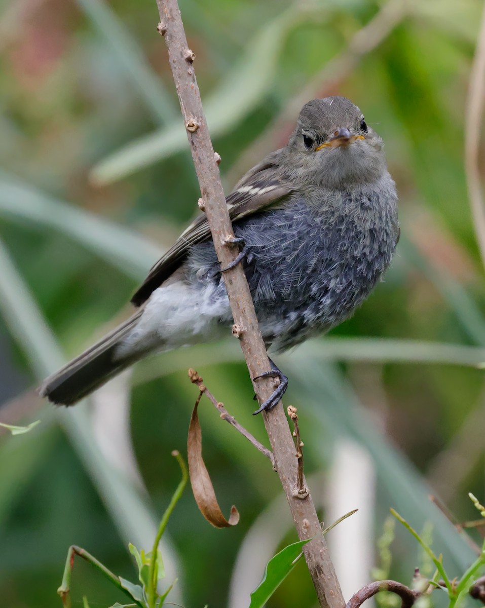 White-crested Elaenia - Anonymous