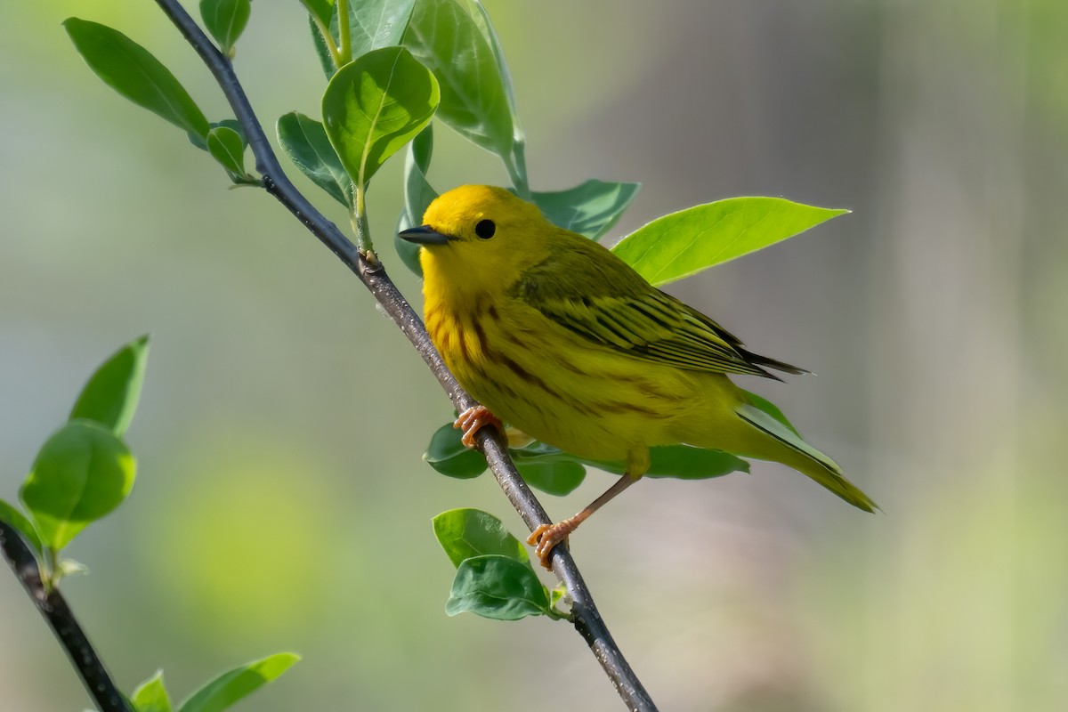 Yellow Warbler - ML619285675