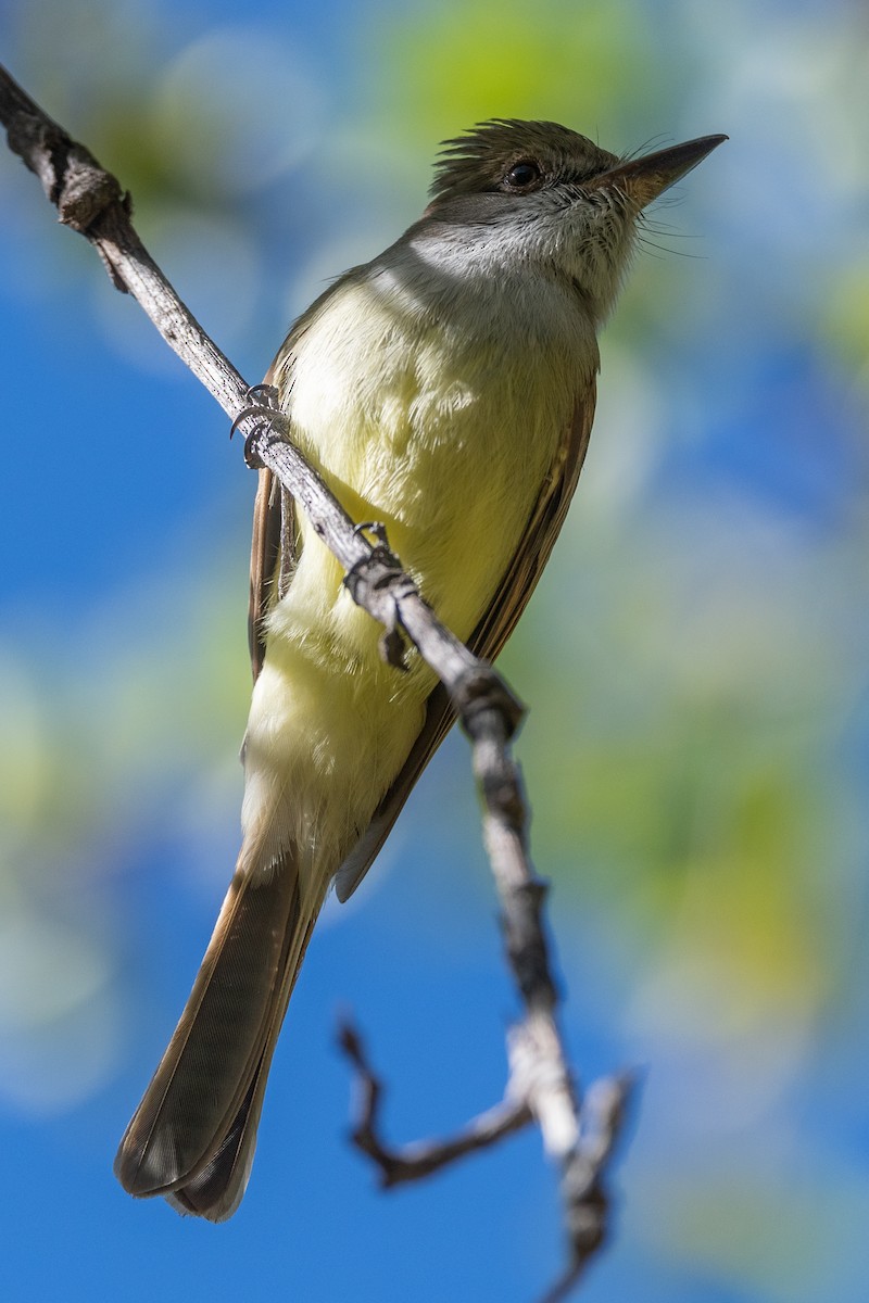 Dusky-capped Flycatcher - Teresa Kopec