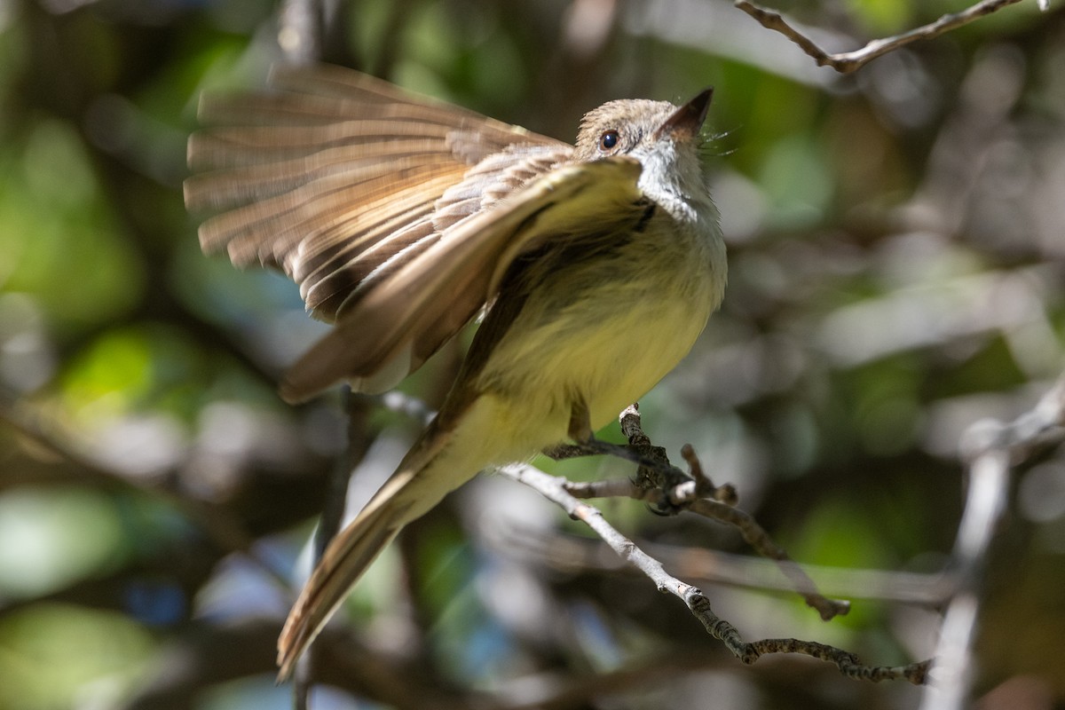 Dusky-capped Flycatcher - Teresa Kopec