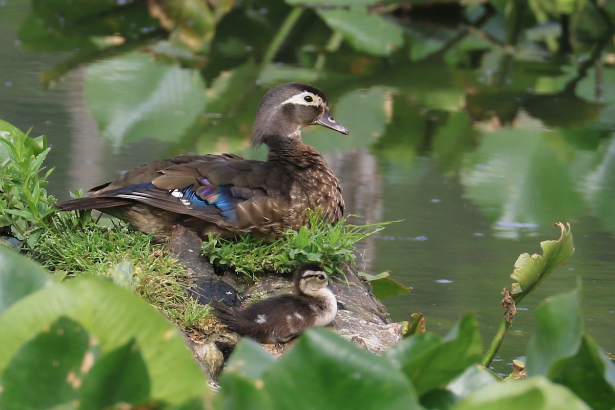 Wood Duck - Jennifer Allison