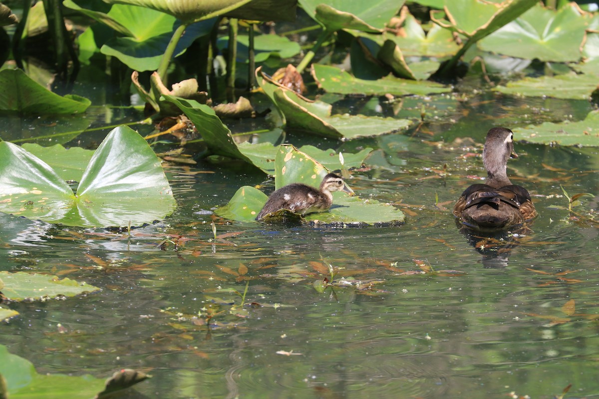 Wood Duck - ML619285692