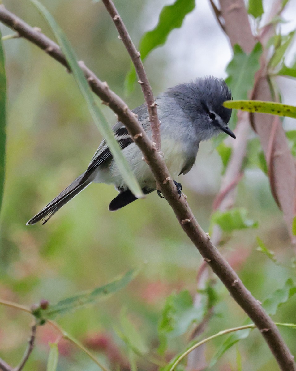 Straneck's Tyrannulet - Anonymous