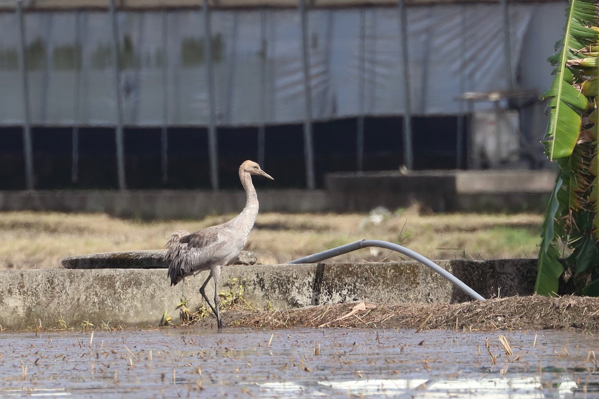 Common Crane - 仲志 羅