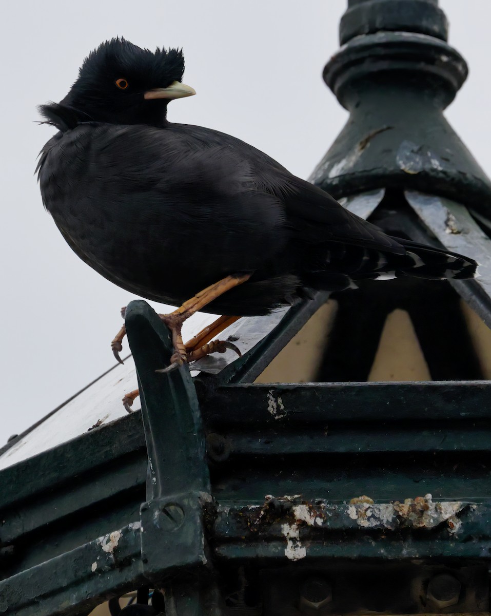 Crested Myna - Anonymous
