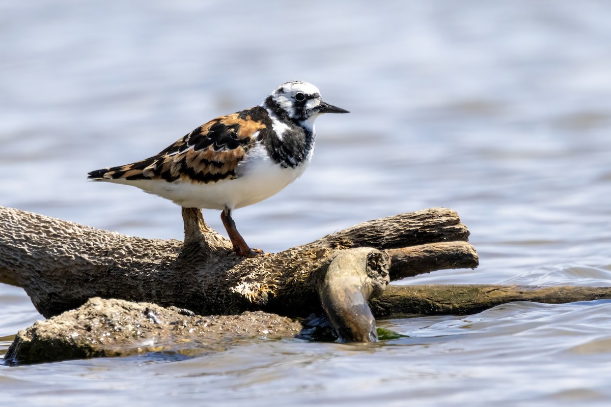 Ruddy Turnstone - ML619285719