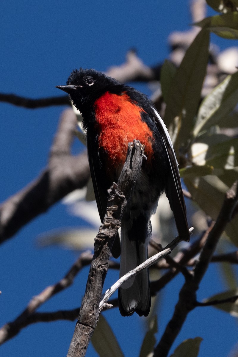 Painted Redstart - ML619285721