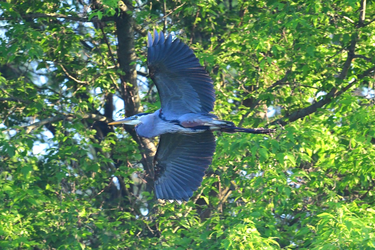 Great Blue Heron (Great Blue) - Paul Herwood