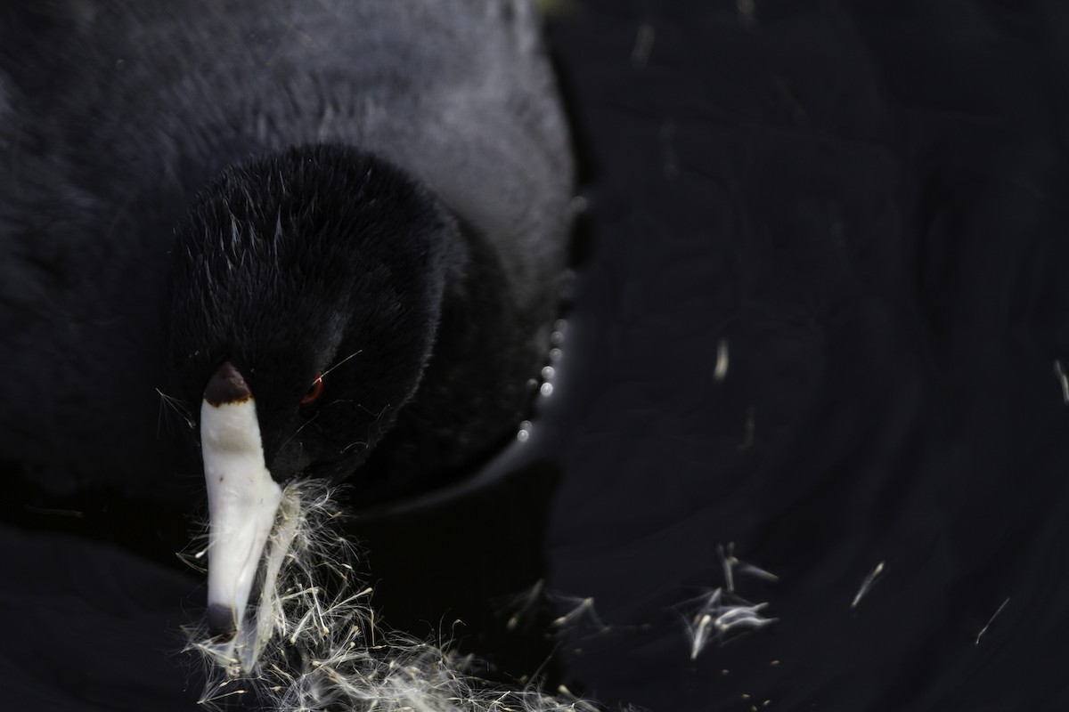 American Coot - ML619285732