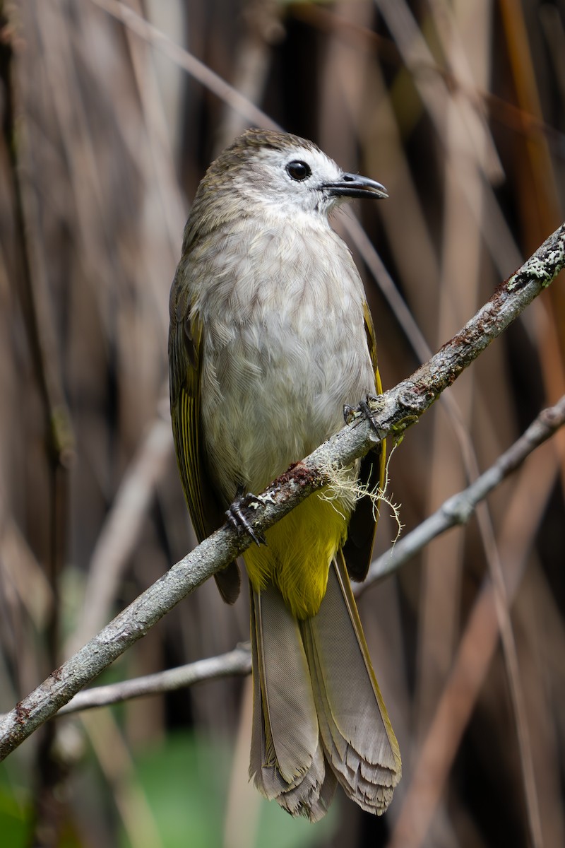 Bulbul à face pâle - ML619285752