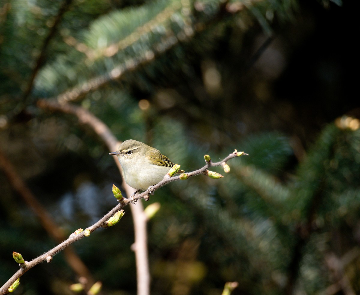 Buff-barred Warbler - Nara Jayaraman