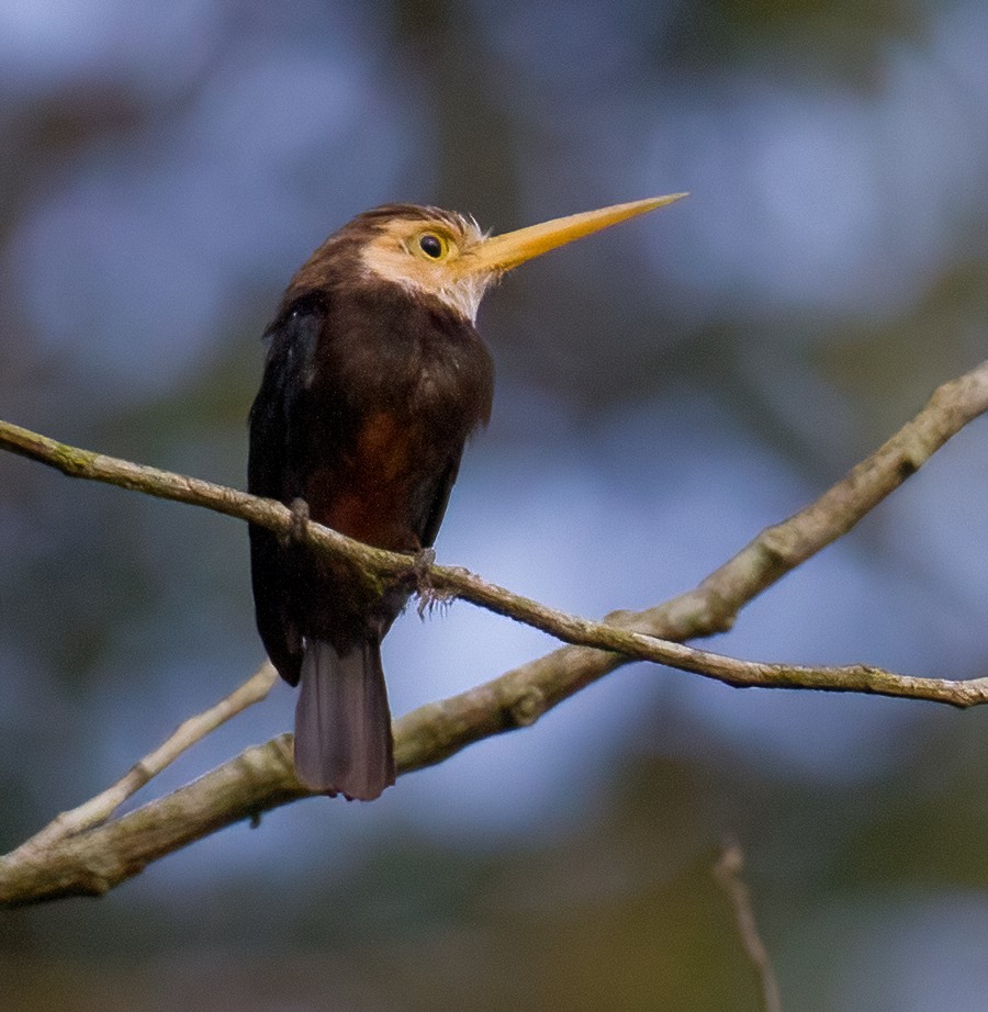 Jacamar à gorge blanche - ML619285795