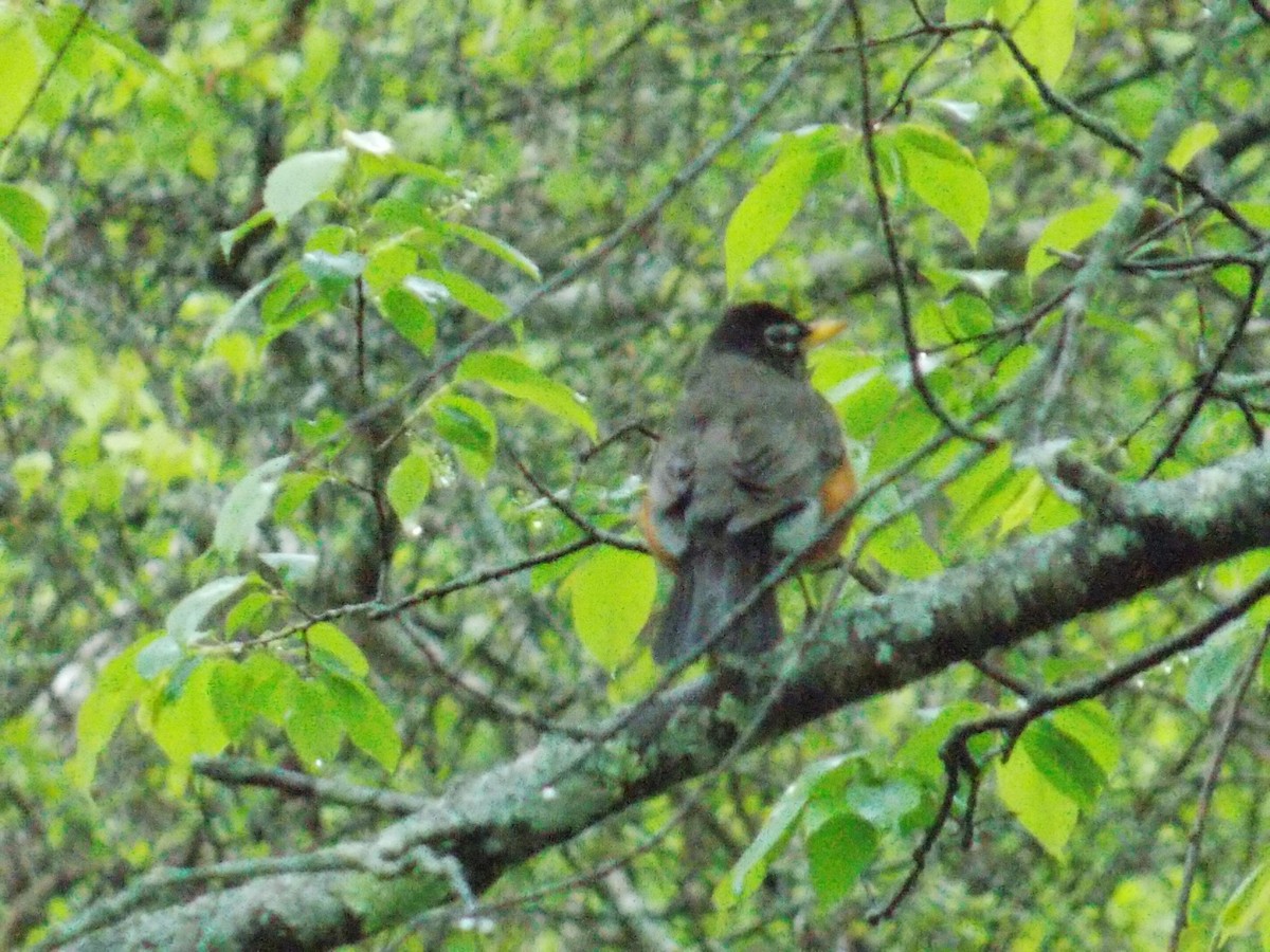 American Robin - Glenn Knoblock