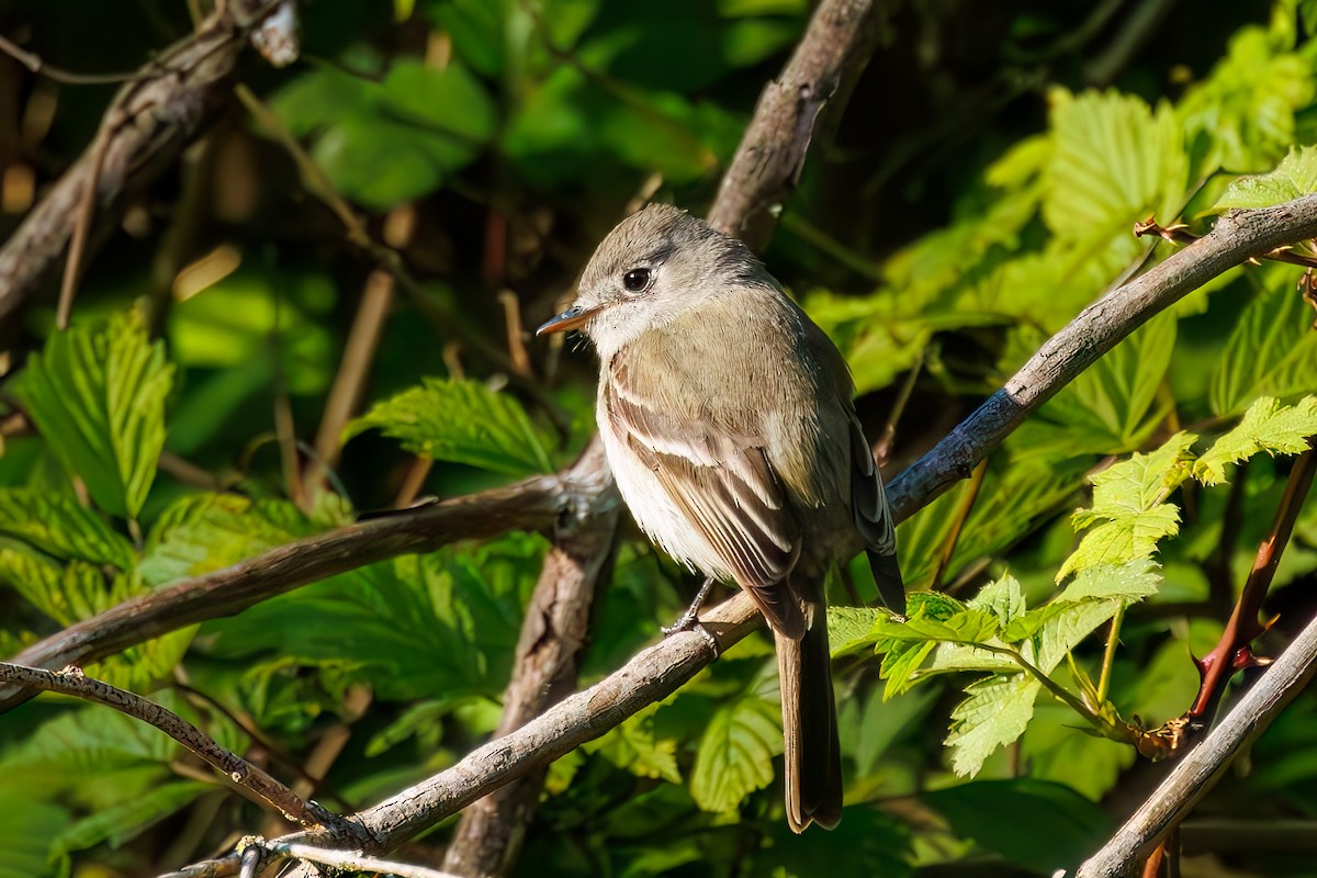 Dusky Flycatcher - Frank Lin