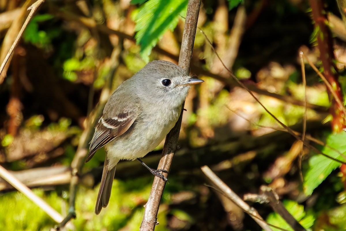 Dusky Flycatcher - Frank Lin