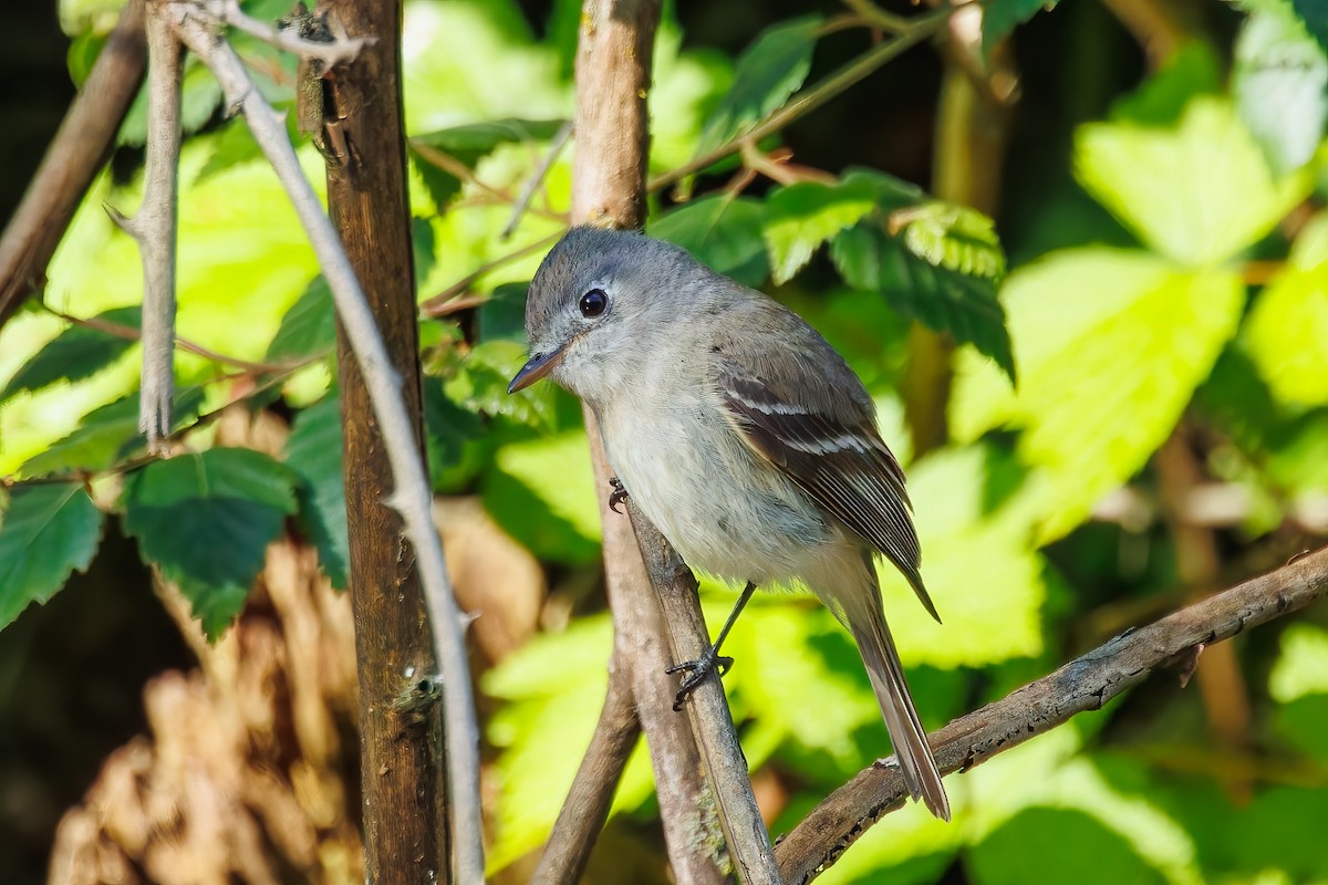 Dusky Flycatcher - Frank Lin