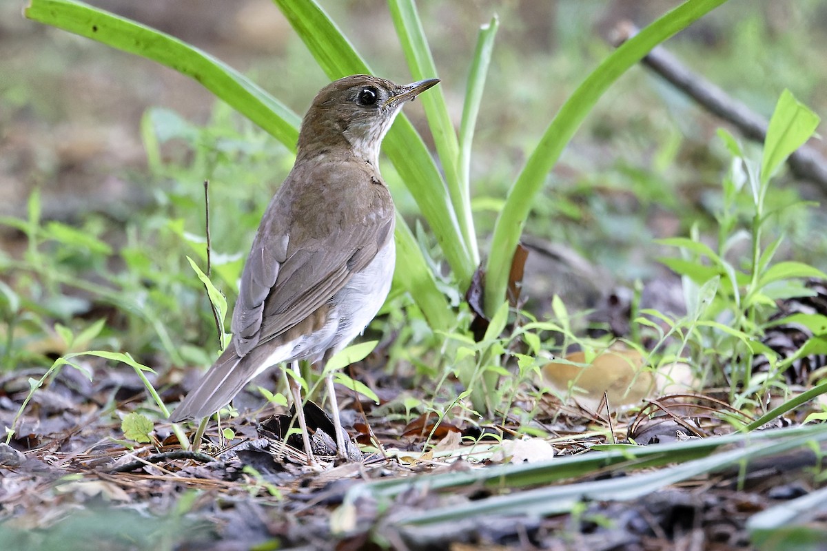 Veery - Jim Figlar