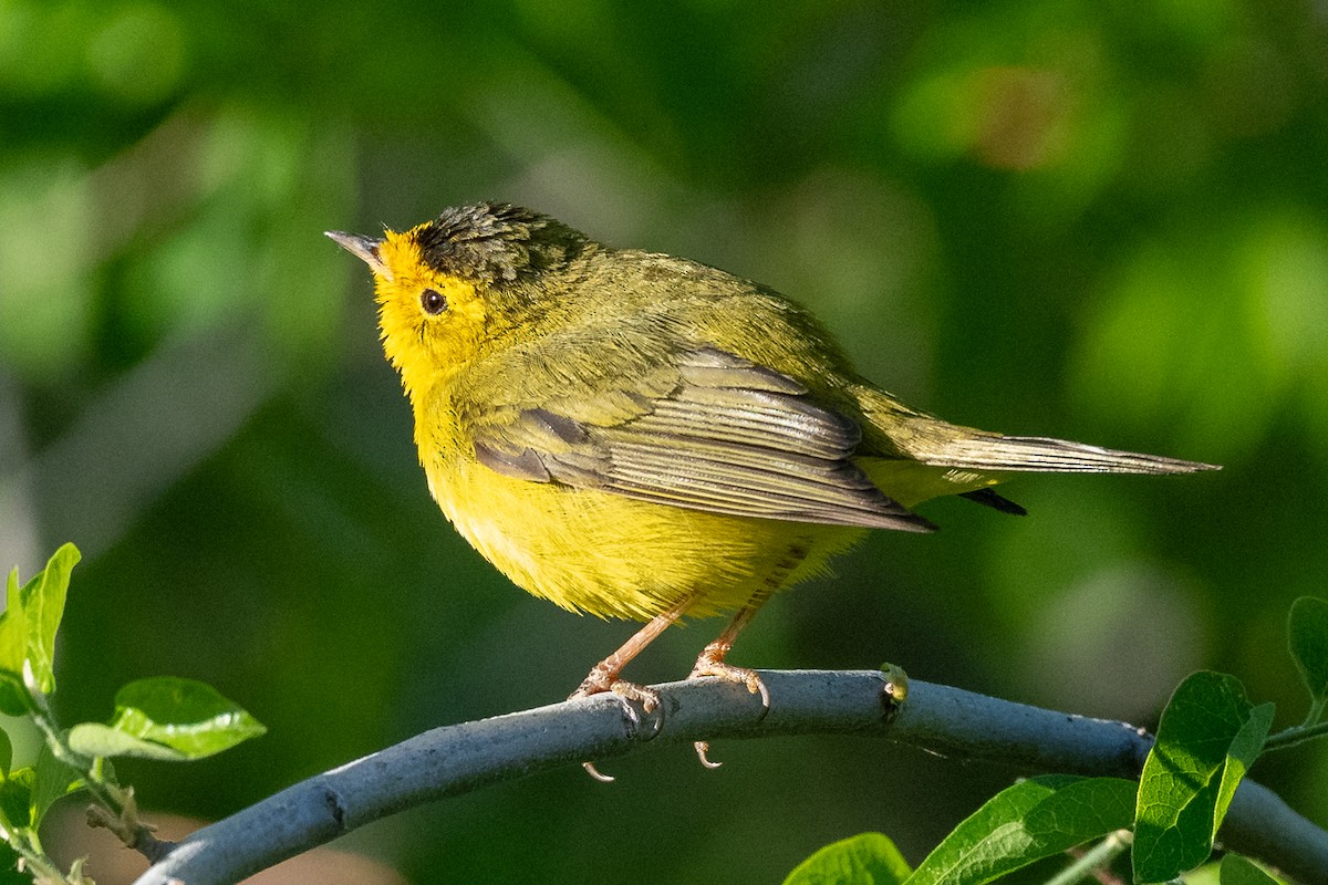 Wilson's Warbler - ML619285843