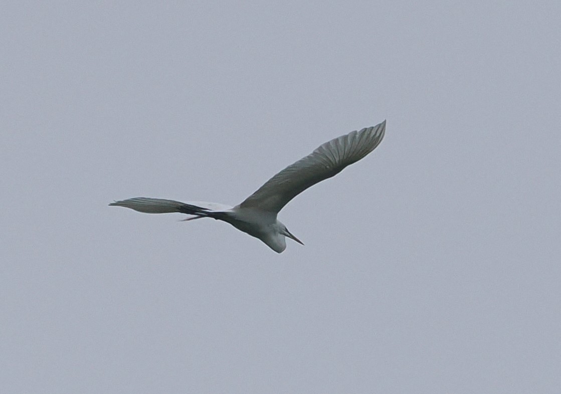 Great Egret - Russell Hoffman