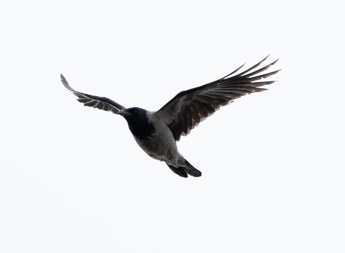 Hooded Crow - Sergey Krasnoperov