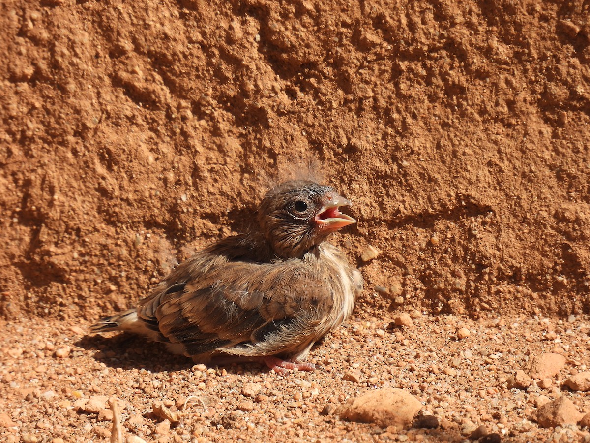 Eurasian Linnet - Álvaro De Andrés Sánchez