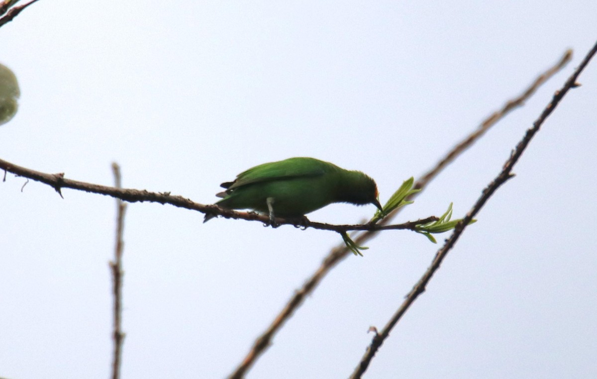 Golden-fronted Leafbird - Praveen H N