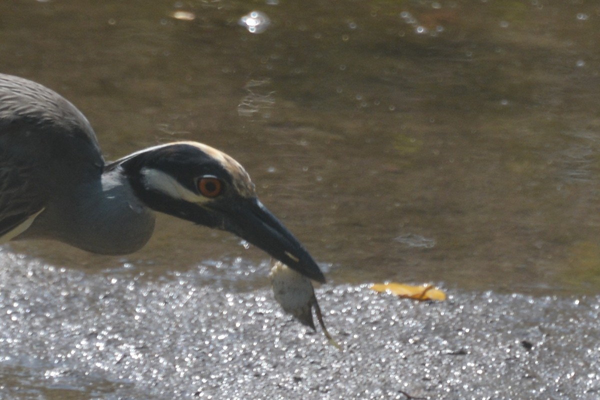 Yellow-crowned Night Heron - Tom Bisko