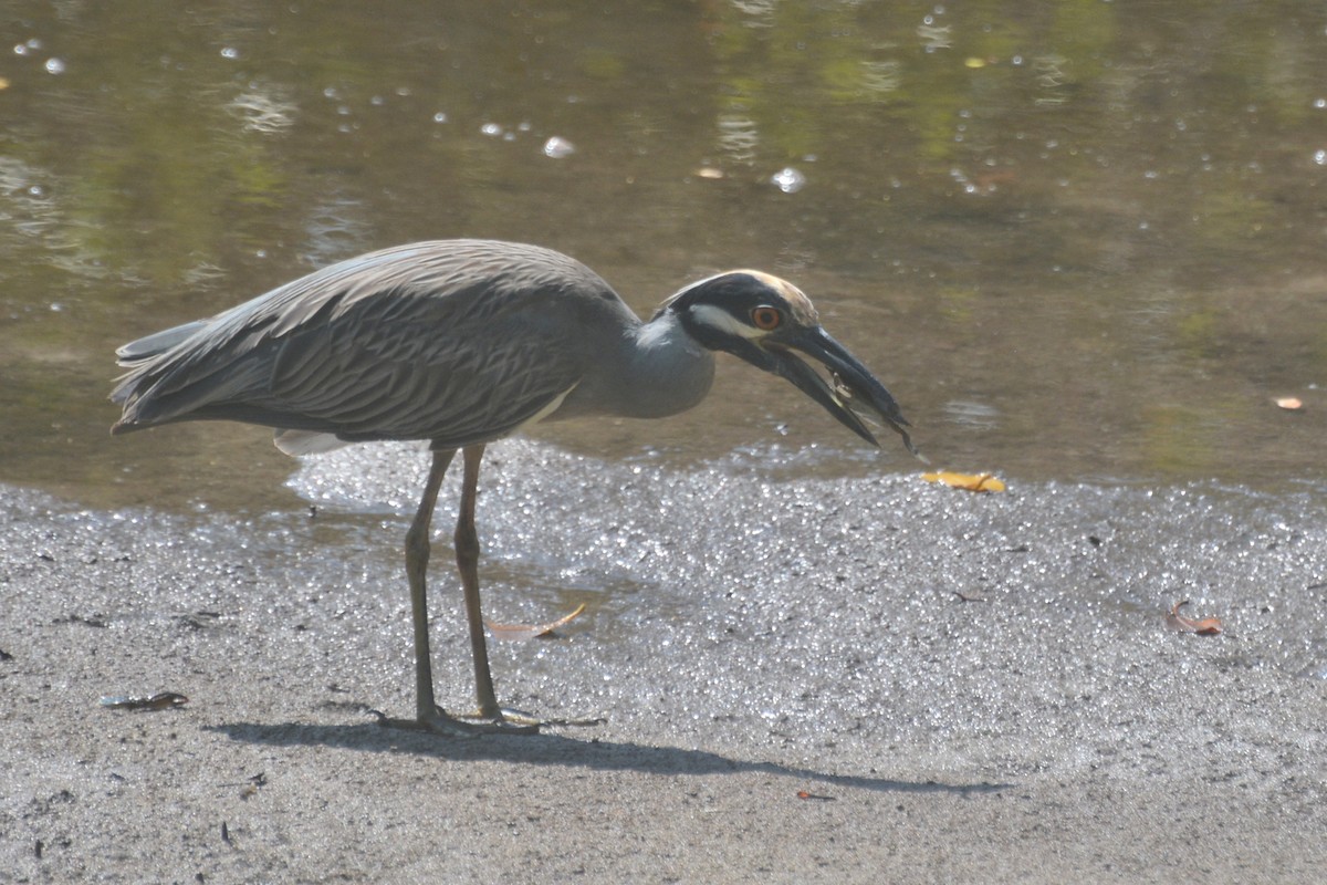 Yellow-crowned Night Heron - Tom Bisko