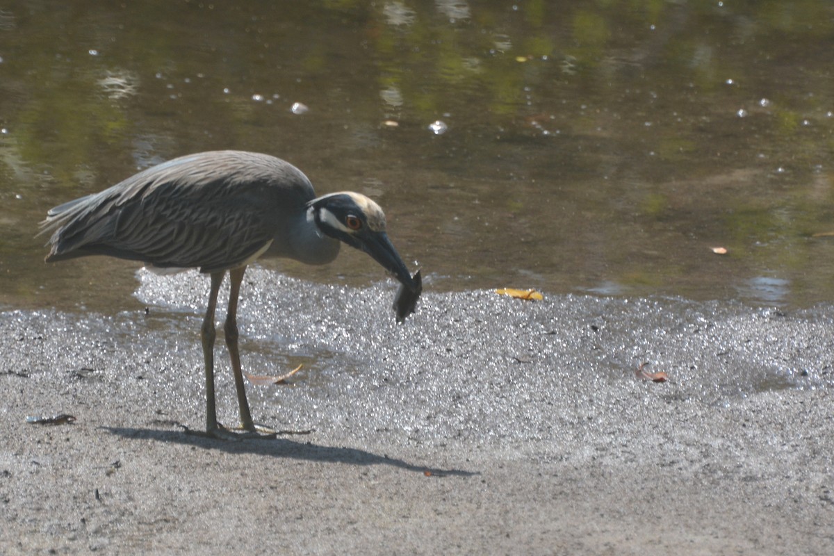 Yellow-crowned Night Heron - Tom Bisko