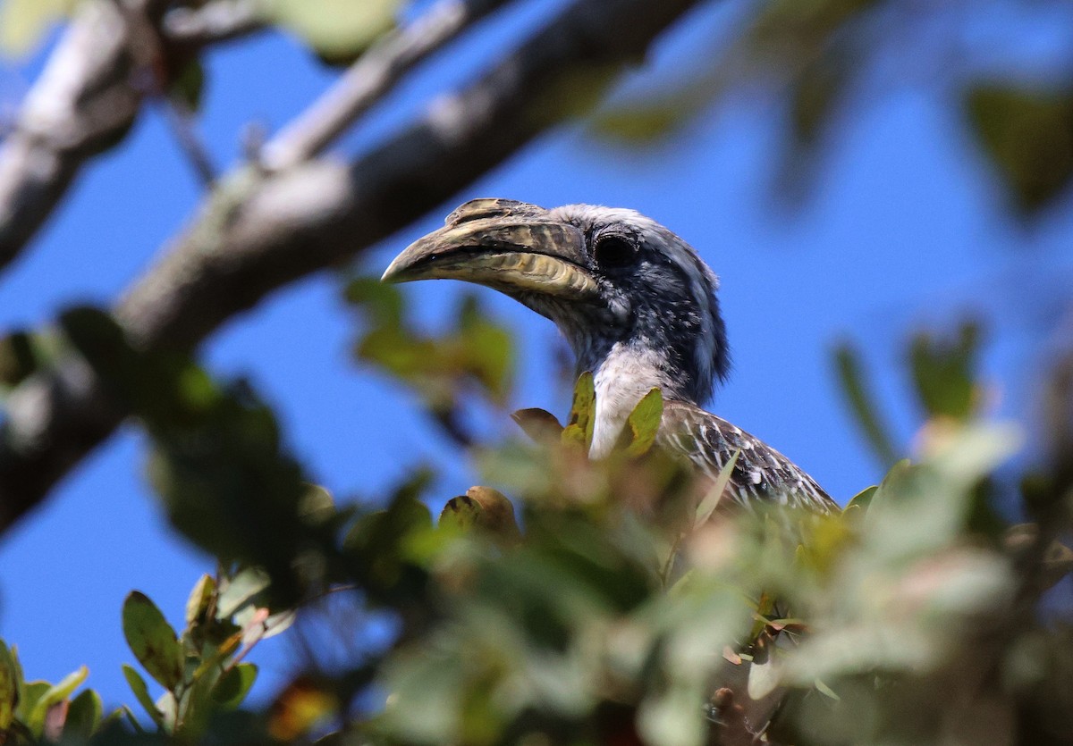 Pale-billed Hornbill - ML619285871