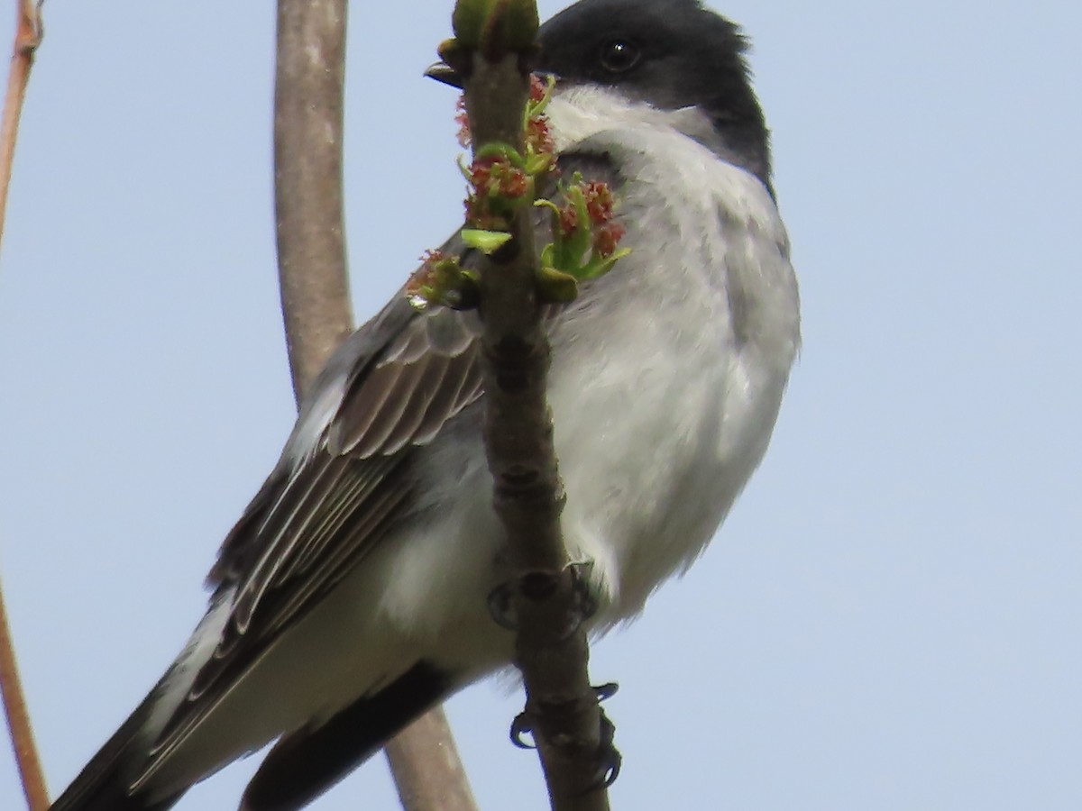 Eastern Kingbird - claude charest