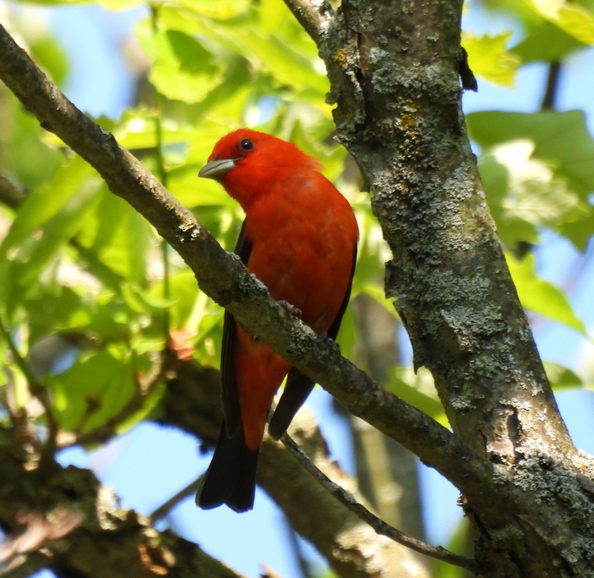Scarlet Tanager - ML619285888