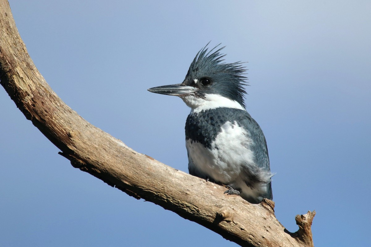 Belted Kingfisher - Frank Lin