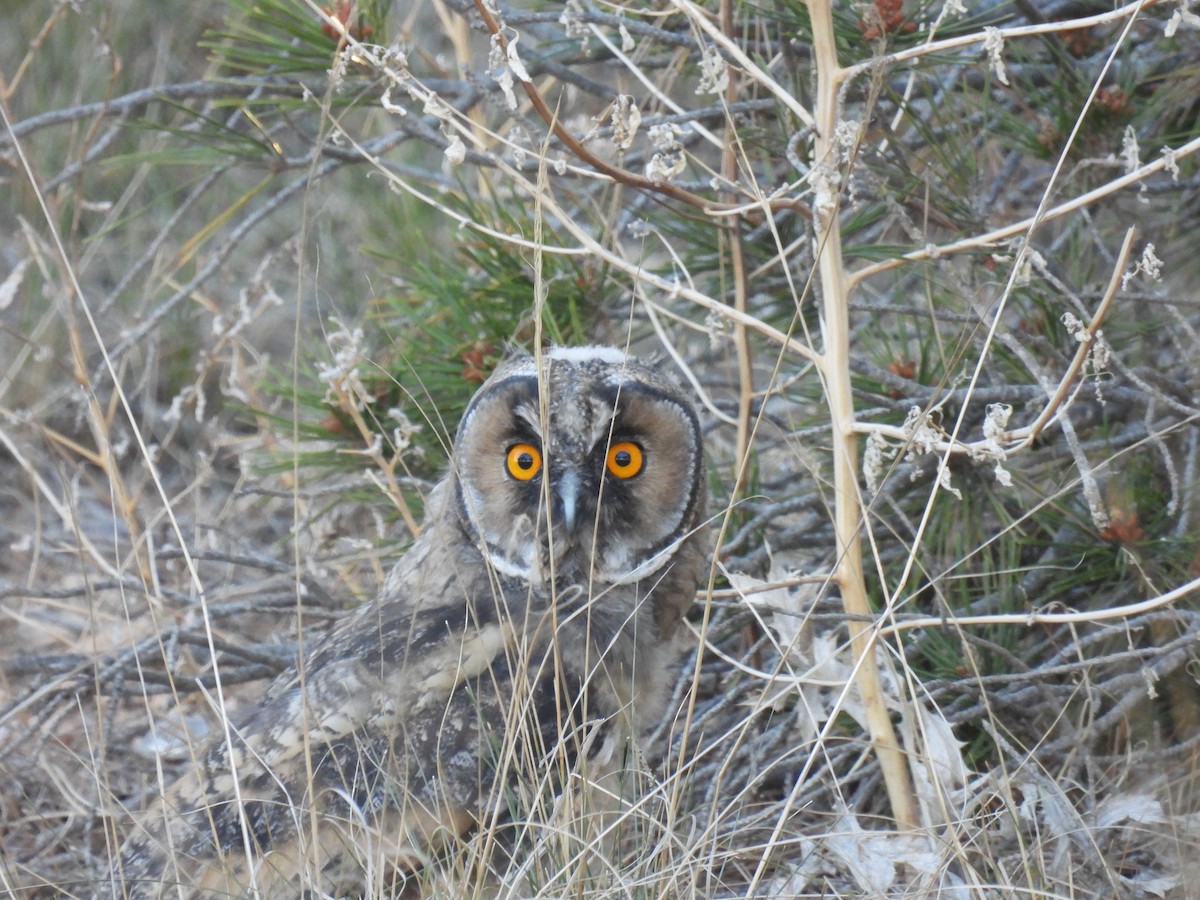 Long-eared Owl - Álvaro De Andrés Sánchez