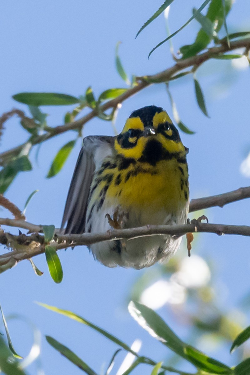 Townsend's Warbler - ML619285905