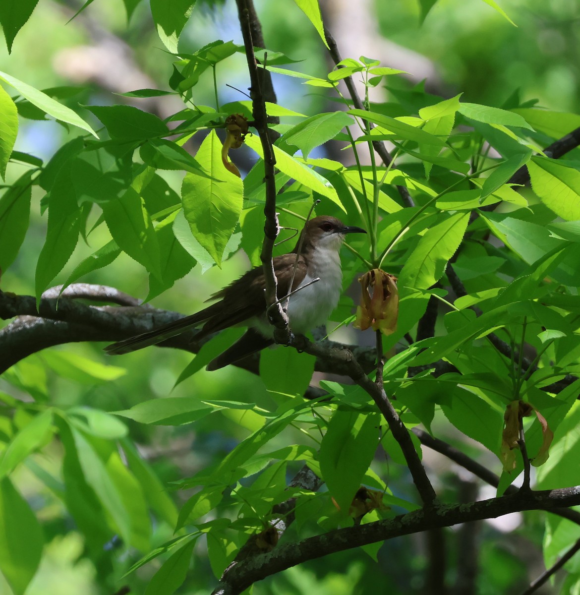 Black-billed Cuckoo - Casey Niemiec