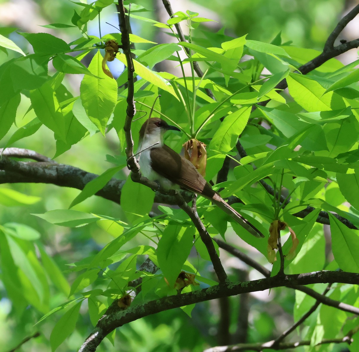 Black-billed Cuckoo - ML619285912