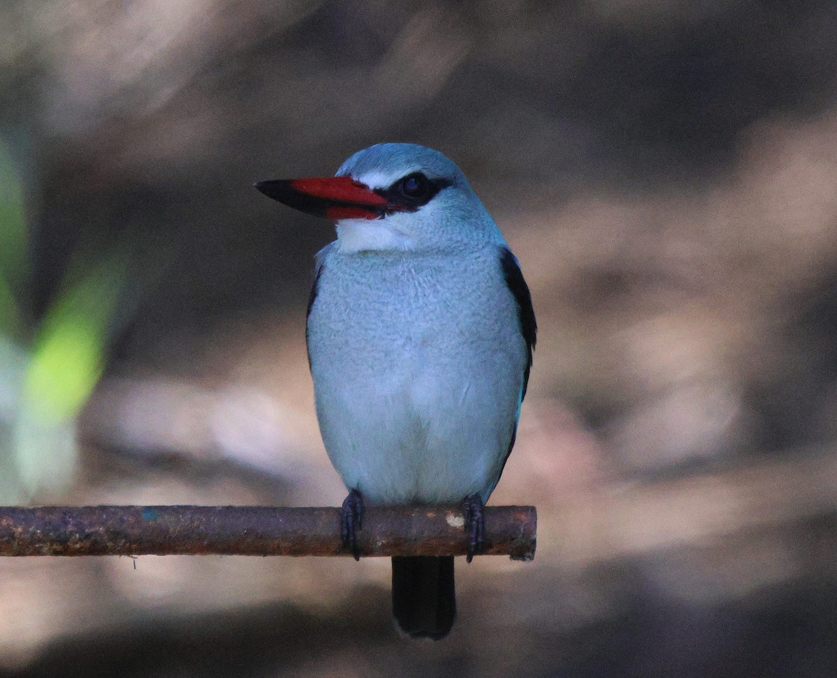 Woodland Kingfisher - ML619285921