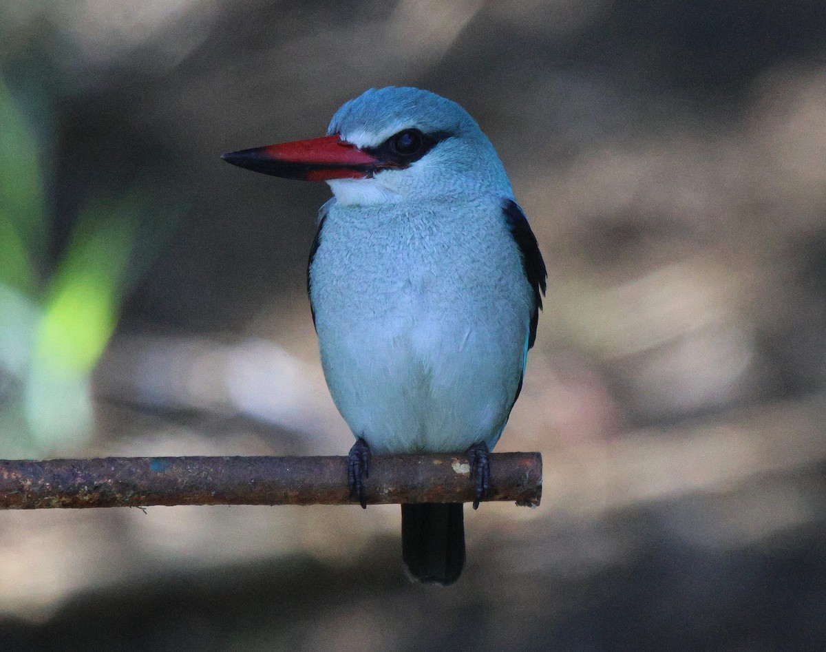 Woodland Kingfisher - Frank Willems - Birding Zambia